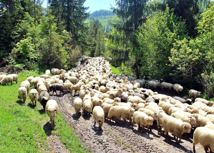 Homole D2 Appartamento